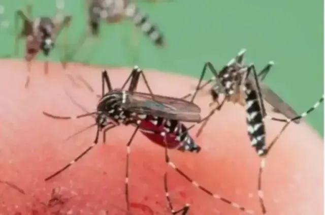 Lonjakan Penyakit Tropis di Tengah Pandemi: Studi Ungkap Tren DBD, Malaria, dan Chikungunya di Indonesia dan Kaitannya dengan Perubahan Iklim