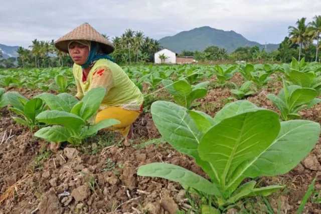 Hasil Riset Mahasiswa FKM UNEJ Ungkap Prevalensi Tinggi Green Tobacco Sickness (GTS) pada petani tembakau di Bondowoso