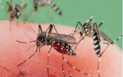 Lonjakan Penyakit Tropis di Tengah Pandemi: Studi Ungkap Tren DBD, Malaria, dan Chikungunya di Indonesia dan Kaitannya dengan Perubahan Iklim