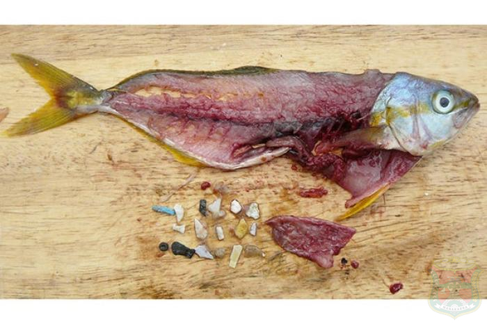 Riset FKM UNEJ Ungkap Kontaminasi Mikroplastik pada Ikan Nila dan Potensi Risiko Kesehatan di Sekitar Waduk Gajah Mungkur