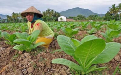 Hasil Riset Mahasiswa FKM UNEJ Ungkap Prevalensi Tinggi Green Tobacco Sickness (GTS) pada petani tembakau di Bondowoso
